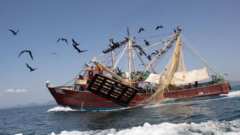 Camarón de altamar mexicano, en la antesala de embargo de EU por no hacer ‘uso adecuado’ de excluidores de tortugas