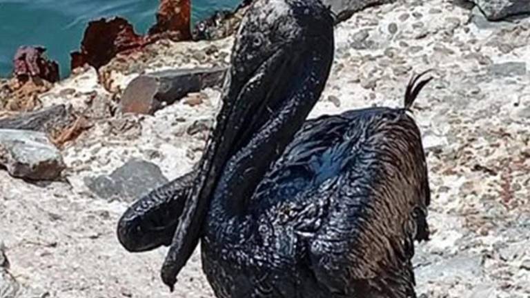 La contaminación por hidrocarburo en las costas de Paraíso obligó al cierre de playas y generó otras afectaciones.