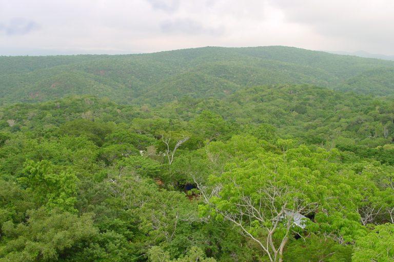 $!México: el reto de conservar uno de los últimos refugios del jaguar en la costa de Jalisco