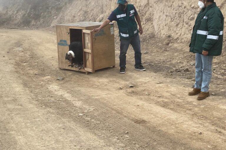 $!FOTOS | Disparos, envenenamiento y contaminación amenazan a los cóndores en Sudamérica