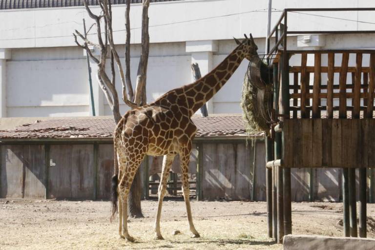 En el Zoológico de Culiacán, desconocen paradero de una de las jirafas