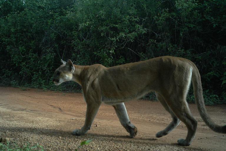 $!Los pumas son otros de los grandes felinos que habitan en la reserva.