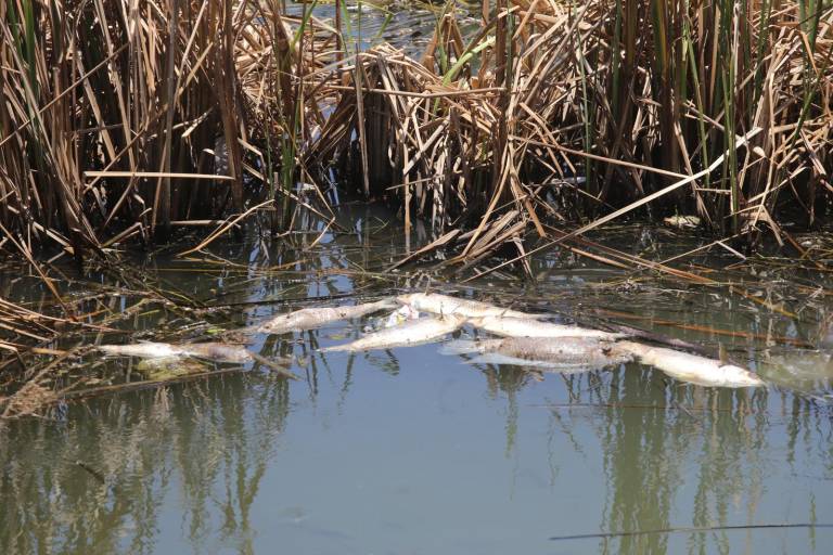 Siguen apareciendo peces muertos en la Laguna del Camarón en Mazatlán