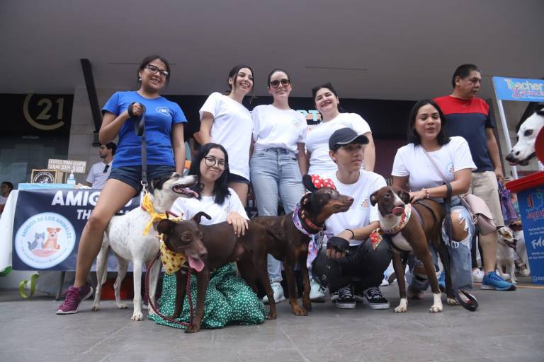 ¿Quieres adoptar un perro o un gato? Estos son los requisitos