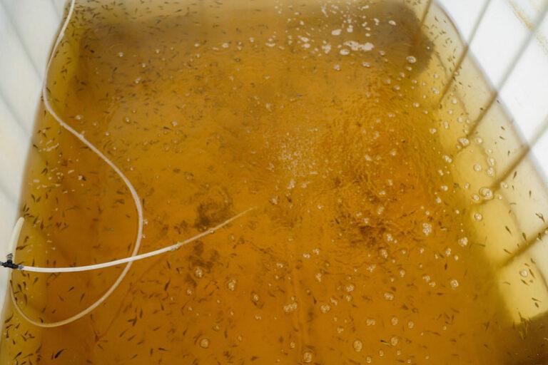 $!Ante derrames de petróleo en el mar, pescadores son compensados con la siembra de tilapias, una especie considerada invasora