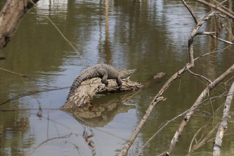 Deforestación de manglares en Sinaloa ha desplazado a cocodrilos a Parque Las Riberas, en Culiacán