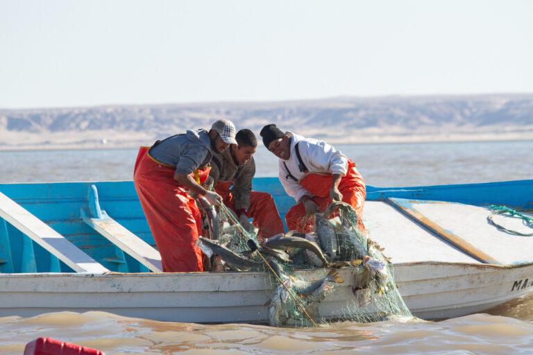 $!Pesca de curvina golfina (Cynoscion othonopterus).