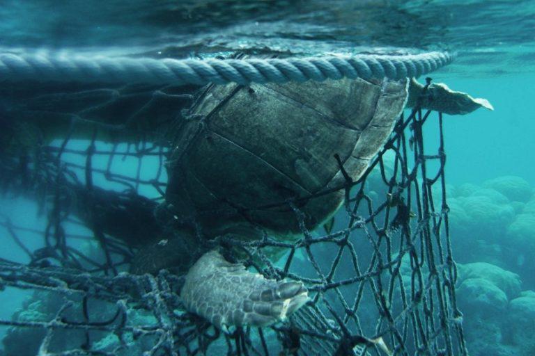 Los barcos atuneros europeos vierten los residuos de la pesca en las aguas de Seychelles ‘con impunidad’