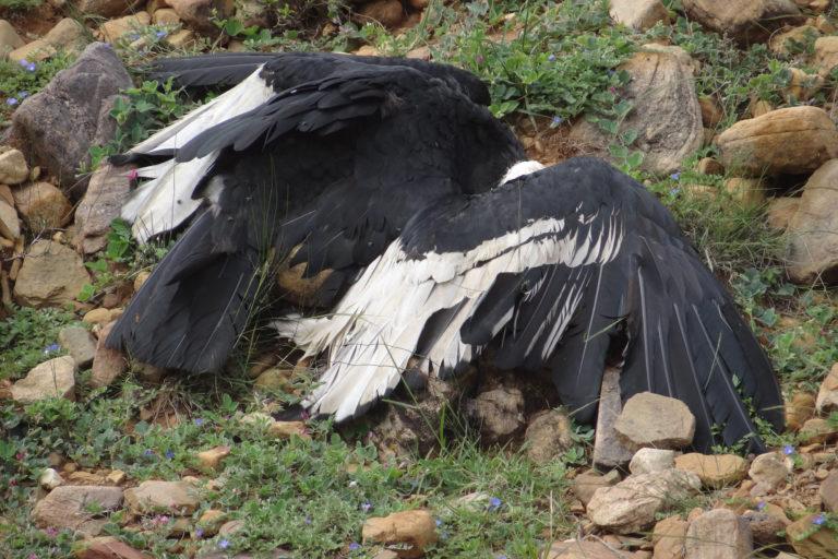 $!FOTOS | Disparos, envenenamiento y contaminación amenazan a los cóndores en Sudamérica