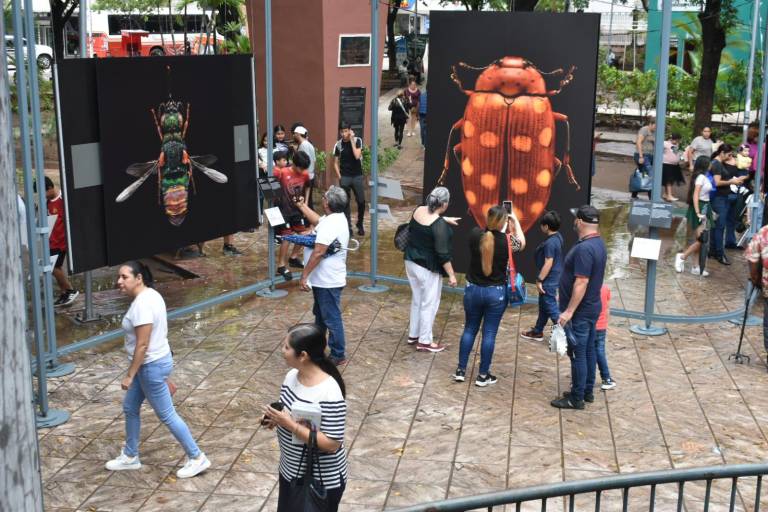 Llega ‘Insectus’ a la Plazuela Obregón de Culiacán