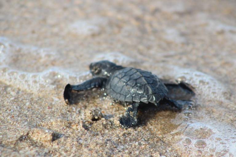 Operadora de Playas mantendrá el programa de protección a tortugas marinas