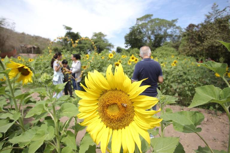 Científicos acudirán a campo de girasoles en Mazatlán a estudiar los efectos del eclipse de sol