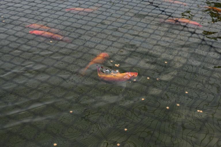$!Ante derrames de petróleo en el mar, pescadores son compensados con la siembra de tilapias, una especie considerada invasora