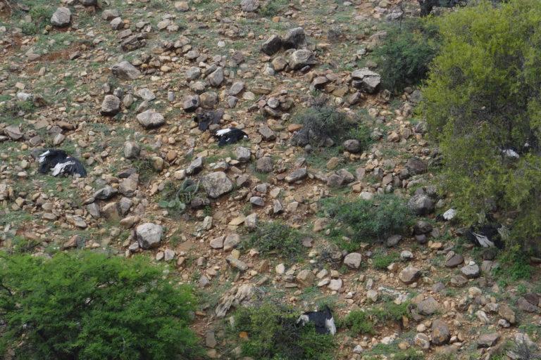 $!FOTOS | Disparos, envenenamiento y contaminación amenazan a los cóndores en Sudamérica