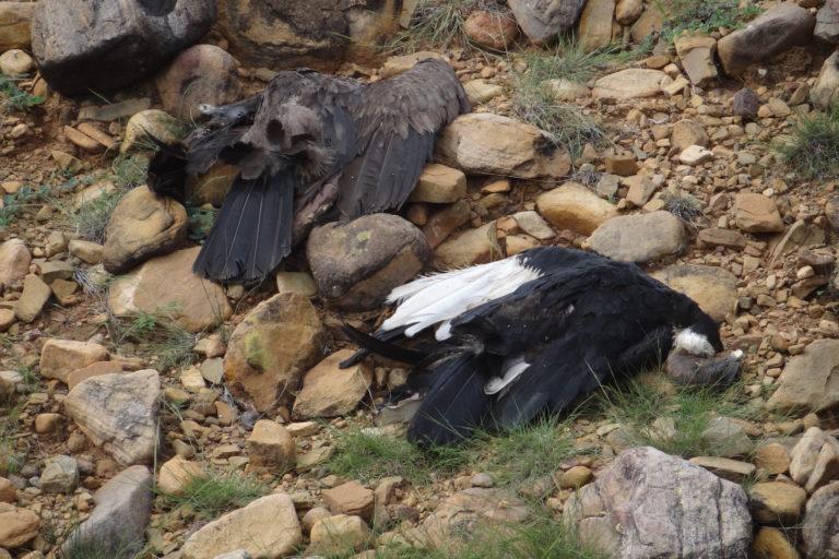 $!FOTOS | Disparos, envenenamiento y contaminación amenazan a los cóndores en Sudamérica