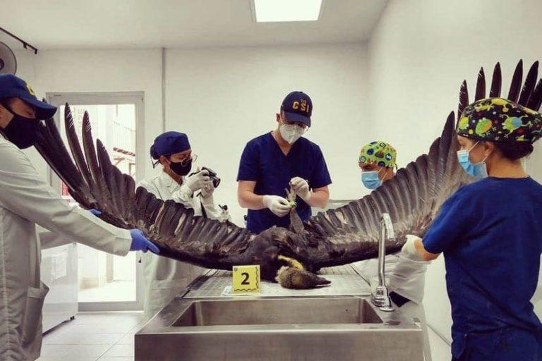 $!FOTOS | Disparos, envenenamiento y contaminación amenazan a los cóndores en Sudamérica