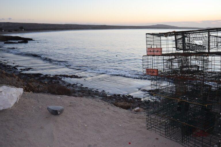 $!El fin de la abundancia: crisis climática golpea a la pesca de langosta y al sustento de comunidades en Baja California Sur