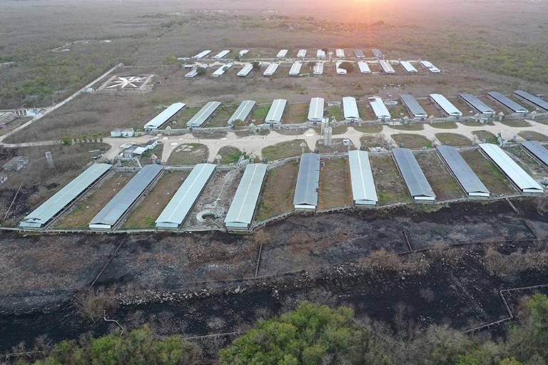 Desconocen Mayas acuerdo para ordenar industria porcícola