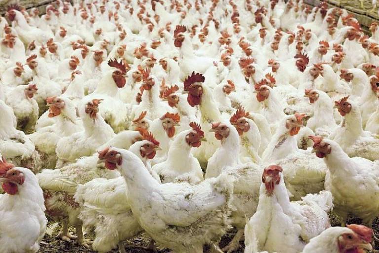 Muere niña que dio positivo a influenza aviar A H5N1; es el primer caso reportado en México