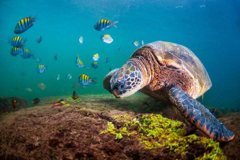 $!Tortuga verde (Chelonia mydas agassizii) alimentándose cerca de Los Túneles, Isla Isabela, Galápagos, Ecuador.
