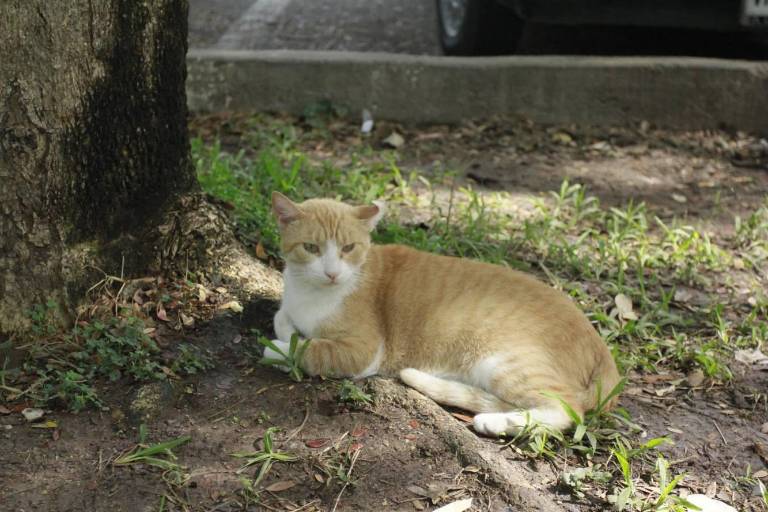 Confirman caso de rabia humana transmitida por gato doméstico en Nayarit