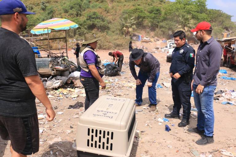 Presumen que hay más de 200 perros en abandono en el basurón de Mazatlán