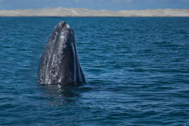 $!Declaración de Niza: avances en protección marina y vacíos con combustibles fósiles y sobrepesca