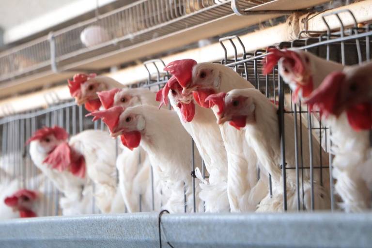 SSa descarta riesgos en México, tras primer fallecimiento humano por gripe aviar A (H5N2)