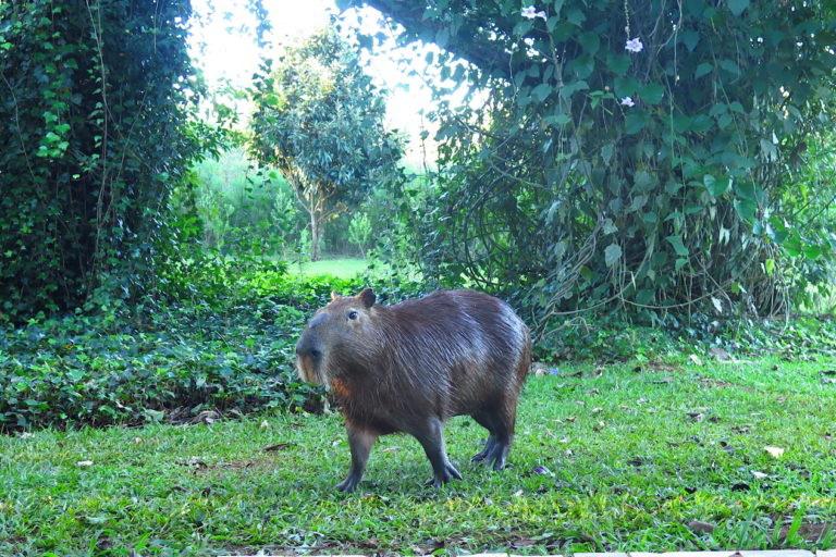 $!Este carpincho (Hydrochoerus hydrochaeris) se ha convertido en visitante habitual de la Reserva San Sebastián de la Selva. Suele pasearse por las tardes entre los huéspedes sin causar molestias. Foto: Rodolfo Chisleanschi.