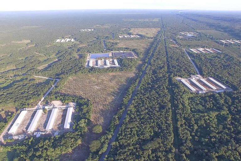 $!Granjas porcícolas en la Península de Yucatán.