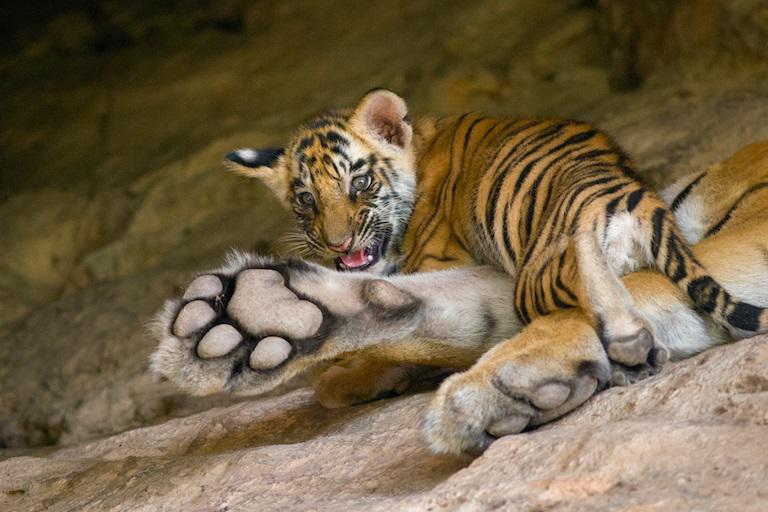 $!Cachorro de tigre de Bengala (alrededor de 6 semanas de edad) con la madre en la guarida, Parque Nacional Bandhavgarh, India.
