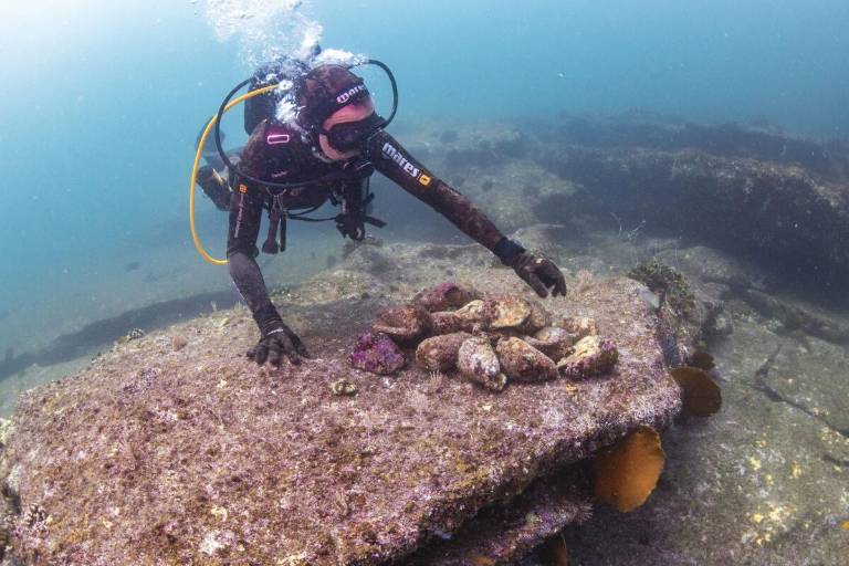 México: pesca ilegal en la Reserva de la Biosfera Islas Marías amenaza tiburones y otras especies protegidas