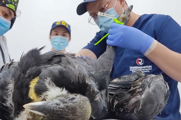$!FOTOS | Disparos, envenenamiento y contaminación amenazan a los cóndores en Sudamérica
