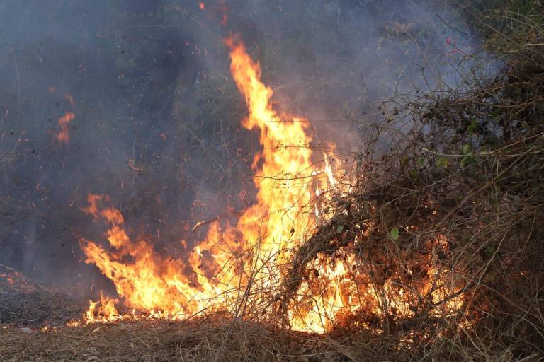 Se han perdido 1,700 hectáreas de bosque en Sinaloa por incendios en 2023