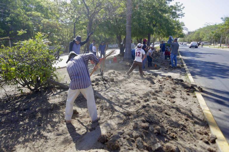 Plantan arbolitos en camellón central de la Avenida Leonismo en Mazatlán