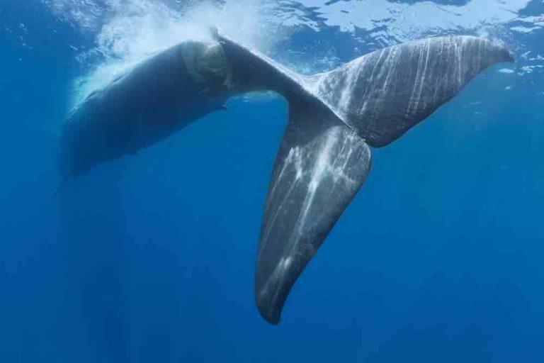 $!Viajes de alto riesgo: ballenas enfrentan cada vez más peligros en sus rutas migratorias