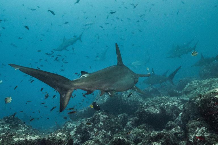 $!Los desafíos ambientales para salvar los océanos de Latinoamérica en 2022