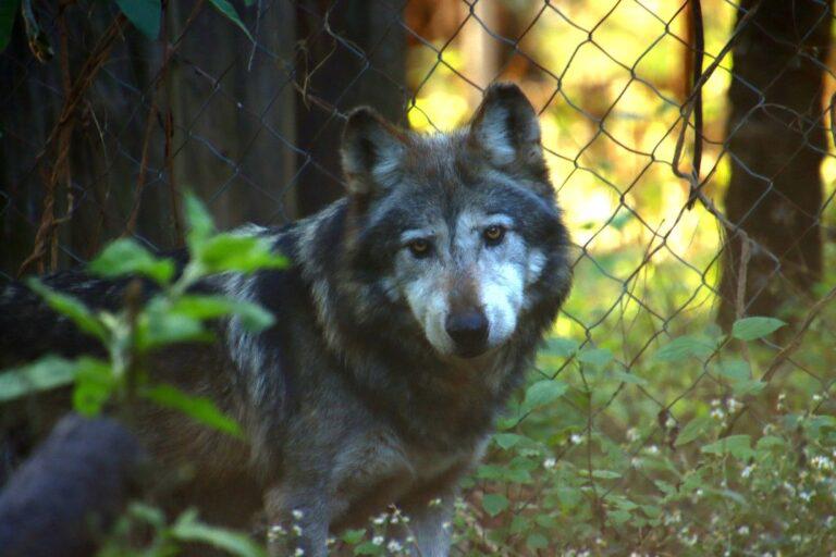$!El lobo mexicano, una especie en peligro de extinción que se resiste a desaparecer de los territorios que alguna vez reinó