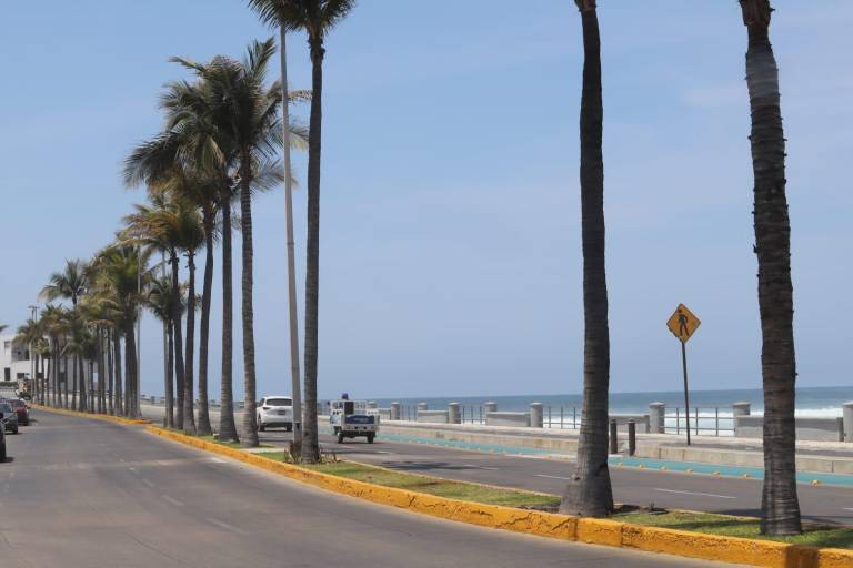 Sustituirán las dos palmeras taladas en Paseo Claussen e instalarán señalética: Alcaldesa