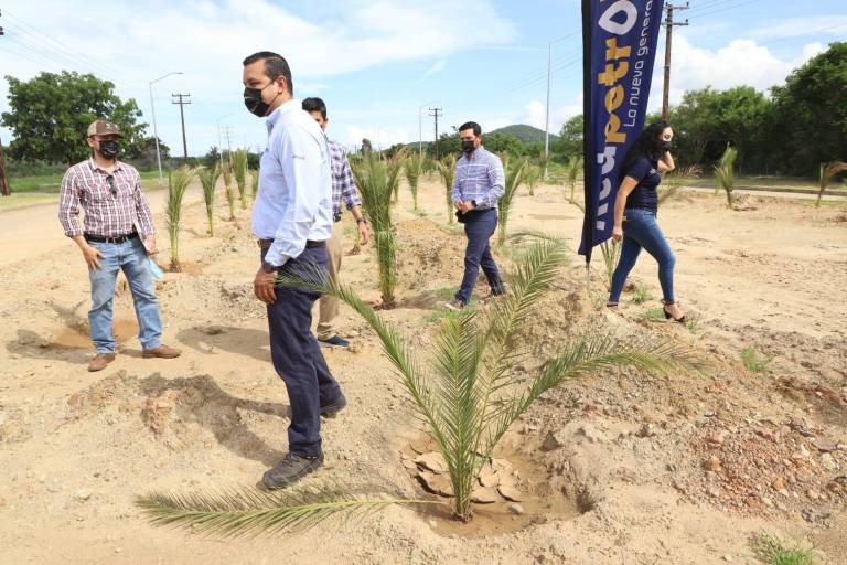 Red Petroil dona mil palmeras para el ‘Nuevo Mazatlán’