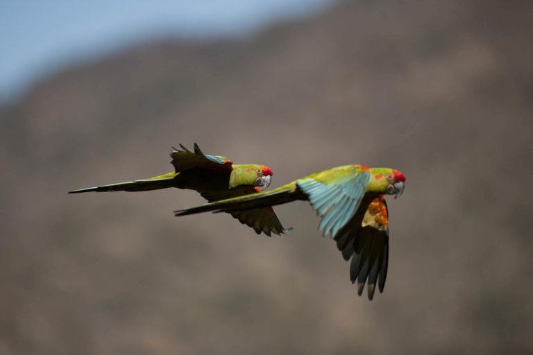 $!Parbada de frente roja (Ara cuprogenys) , endemismo de los Valles Interandinos de Bolivia. Tomina Chica, Chuquisaca, Bolivia