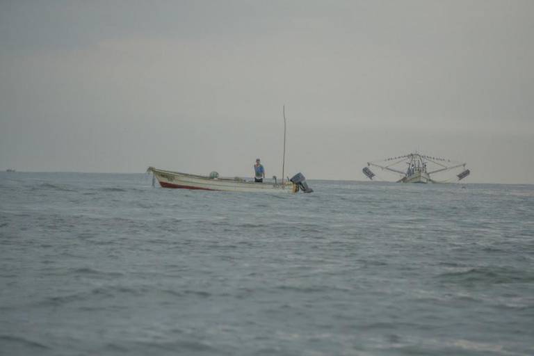 Embargo comercial de pescados y mariscos, ineficiente en el combate a pesca ilegal: Oceana