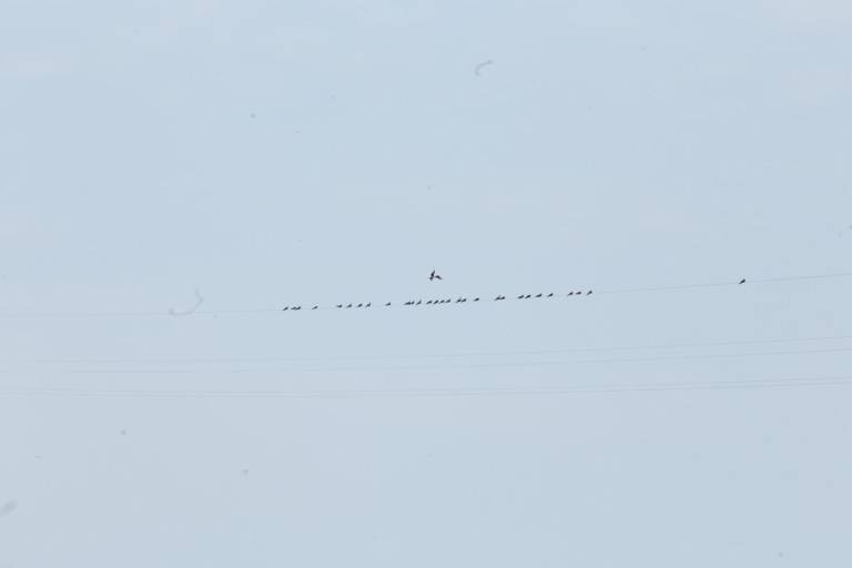 Aves ahora tienen otro sitio para descansar y son los cables de la tirolesa
