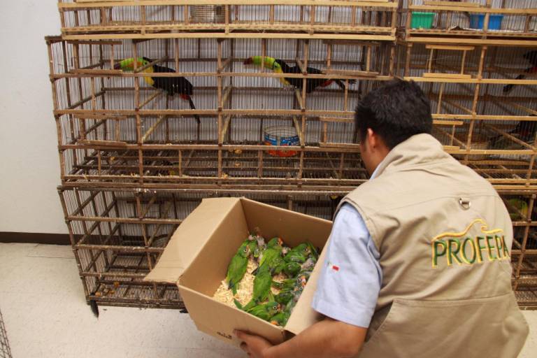 Especies son traficadas en México a pie de carretera, por el narco y hasta en redes