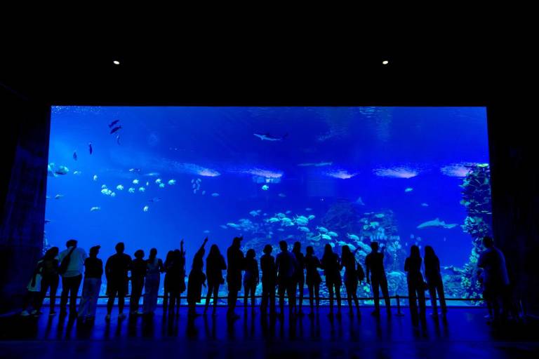 Invitan a disfrutar las Shark Nights, una experiencia nocturna en el Gran Acuario Mazatlán