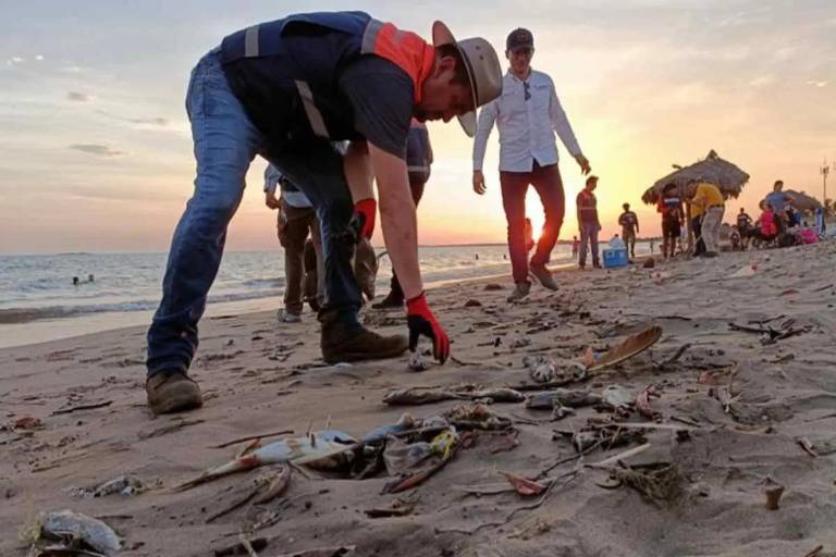 Investigan posible marea roja tras hallazgo de cientos de peces muertos en playas de Ahome