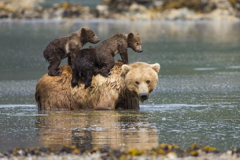 $!Oso pardo con trillizos de 3-4 meses, Parque Nacional Katmai, Alaska.