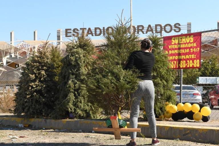 Llaman a llevar árboles de Navidad a centros de acopio en Culiacán