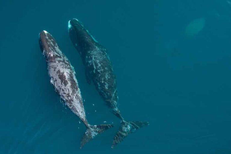 $!Viajes de alto riesgo: ballenas enfrentan cada vez más peligros en sus rutas migratorias