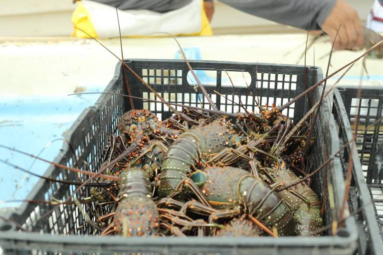 Comienza la pesca de langosta en Playa Norte, en Mazatlán